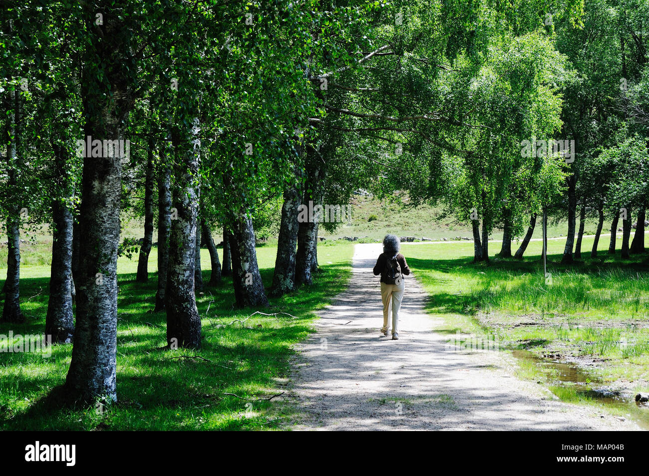 Ein Wald aus Birken. Nationalpark Peneda Geres, Portugal Stockfoto
