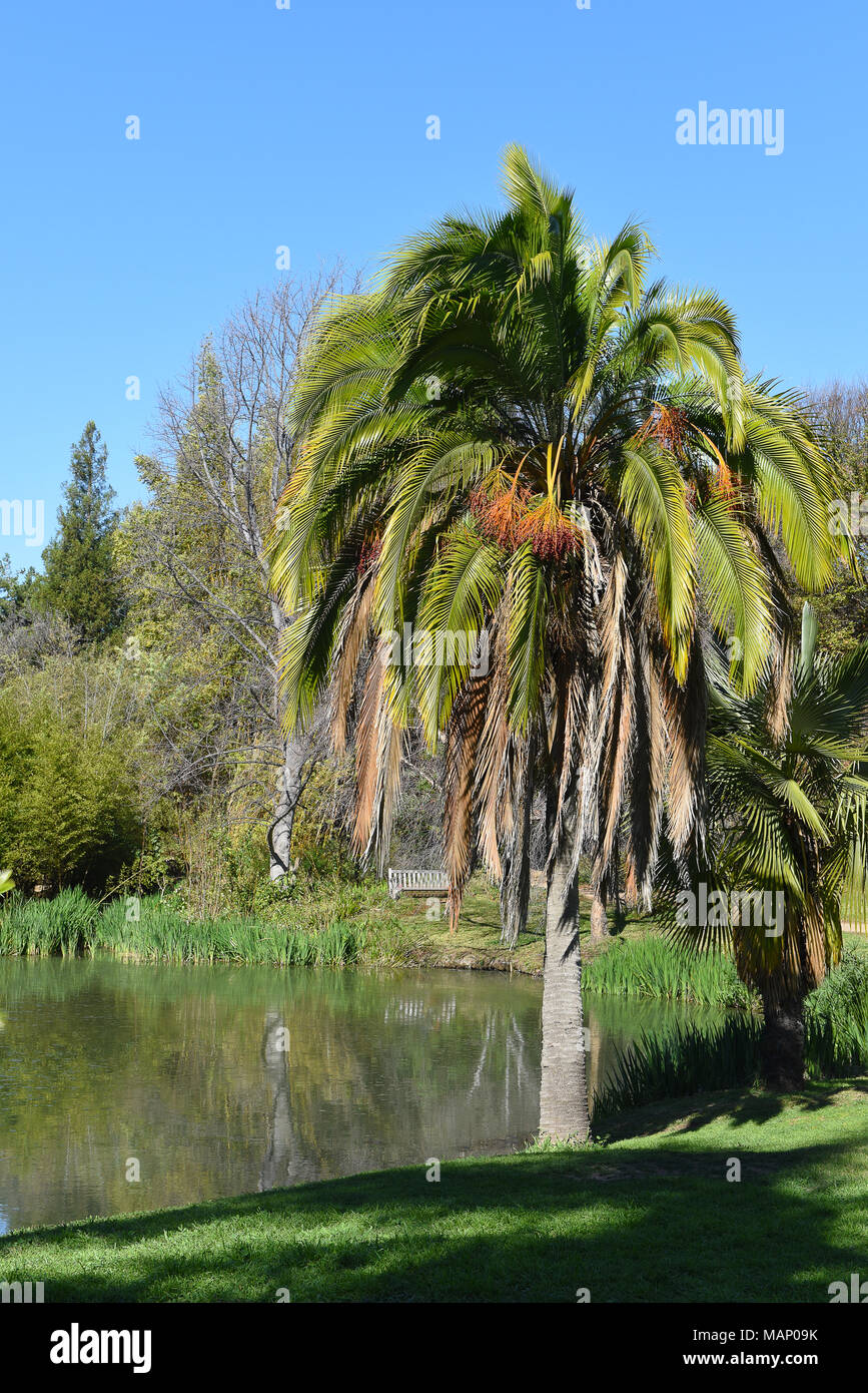 FULLERTON, Kalifornien - 7. FEBRUAR 2018: Fullerton Arboretum Teich und Palm. Der 26 Hektar große botanische Garten verfügt über eine Sammlung von Pflanzen aus um Stockfoto