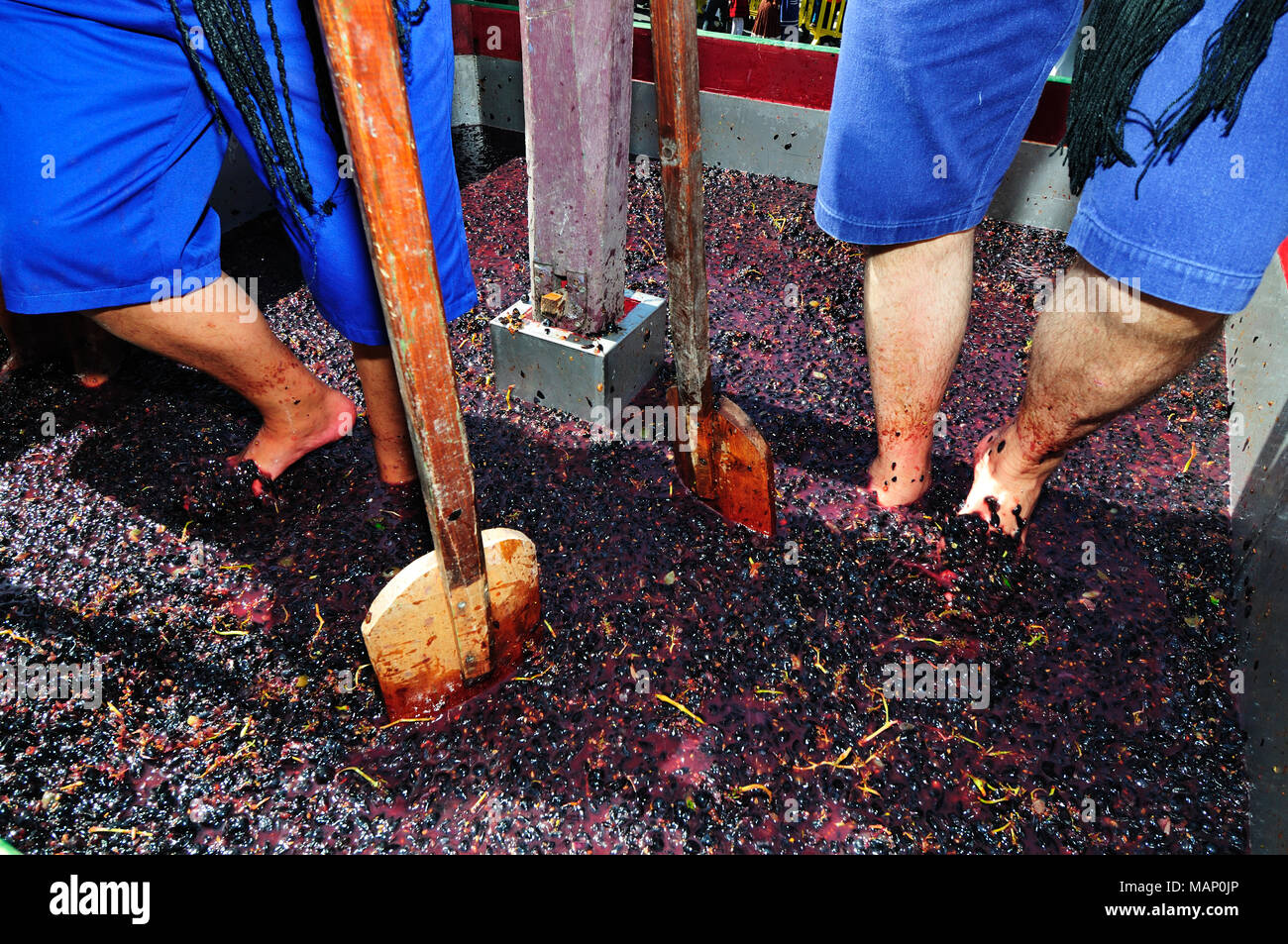Die traditionelle Zeremonie des Tretens der Trauben in den Wein Feierlichkeiten in Palmela, Portugal Stockfoto