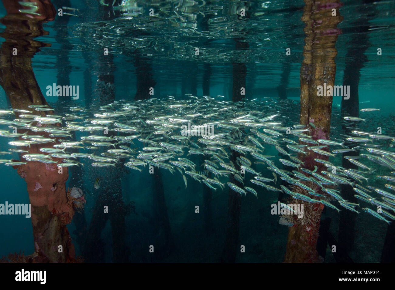 Leben unter Jetty. Bild wurde im Ceram Meer genommen, Raja Ampat, West Papua, Indonesien Stockfoto