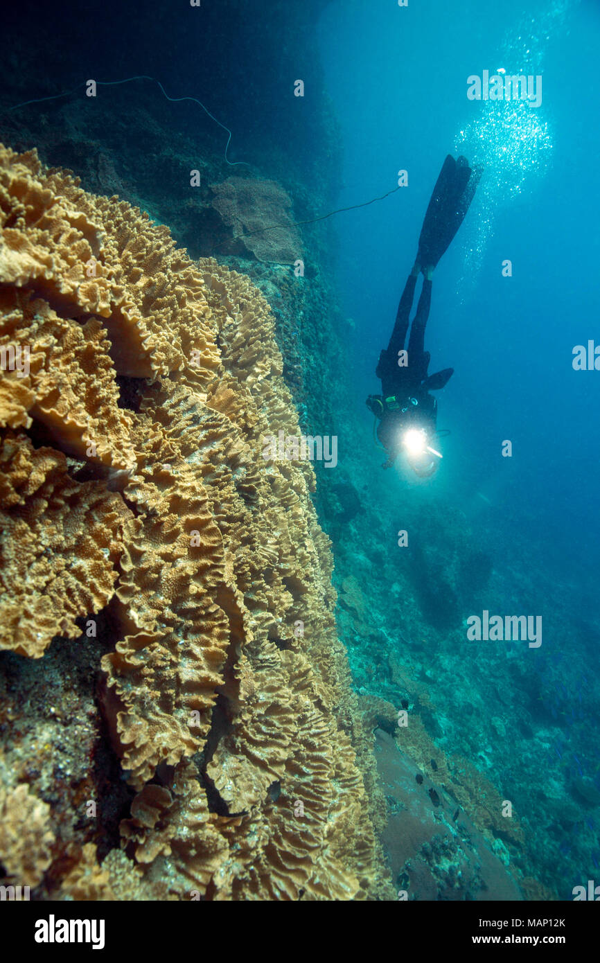 Schöne Weichkorallen in der Ceram Meer, Misool, West Papua, Indonesien Stockfoto