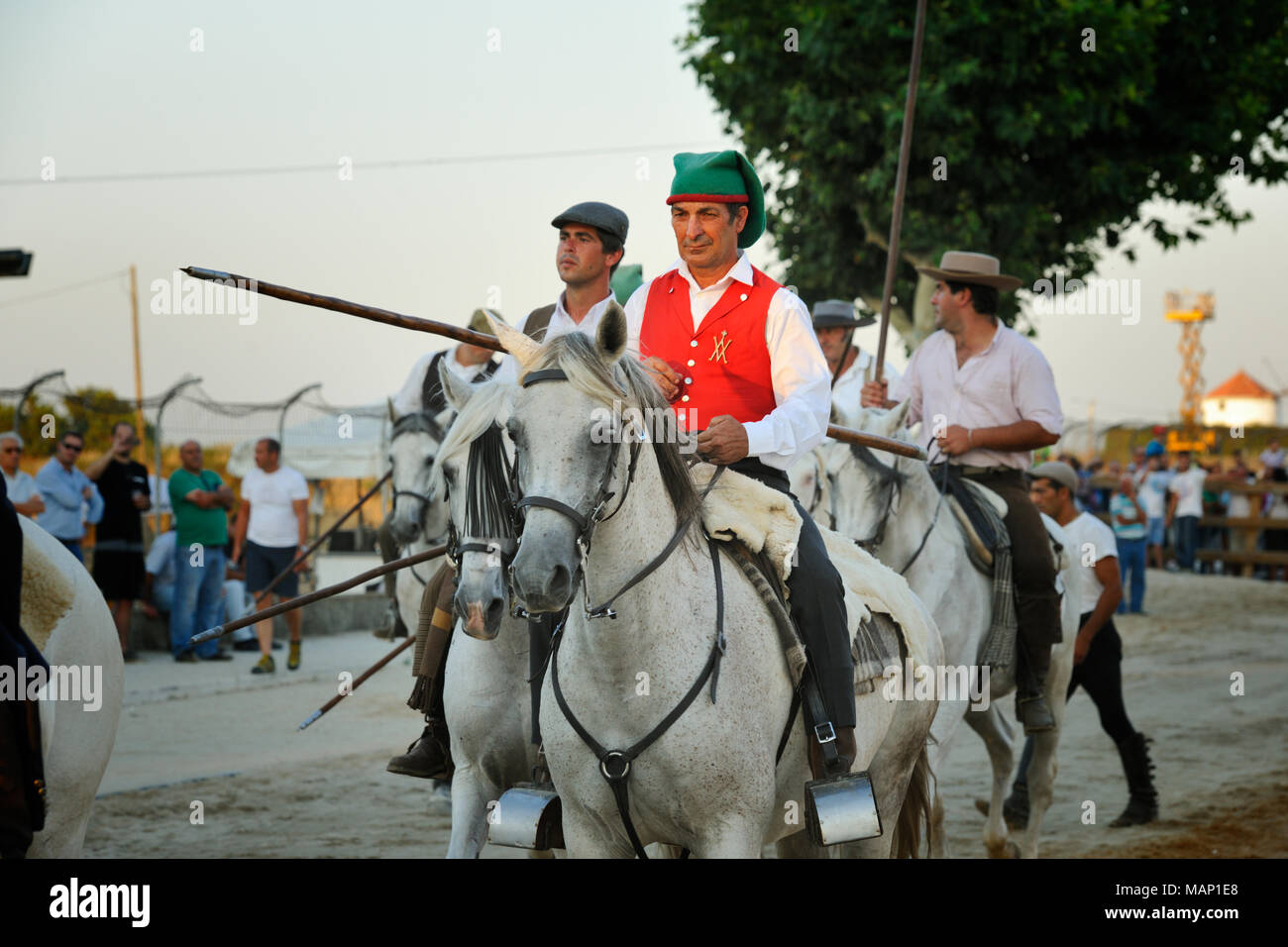 Traditionellen Betrieb der wilde Stiere durch die "Campinos", während der Festlichkeiten Barrete Verde (grüne Kappe). Alcochete, Portugal Stockfoto