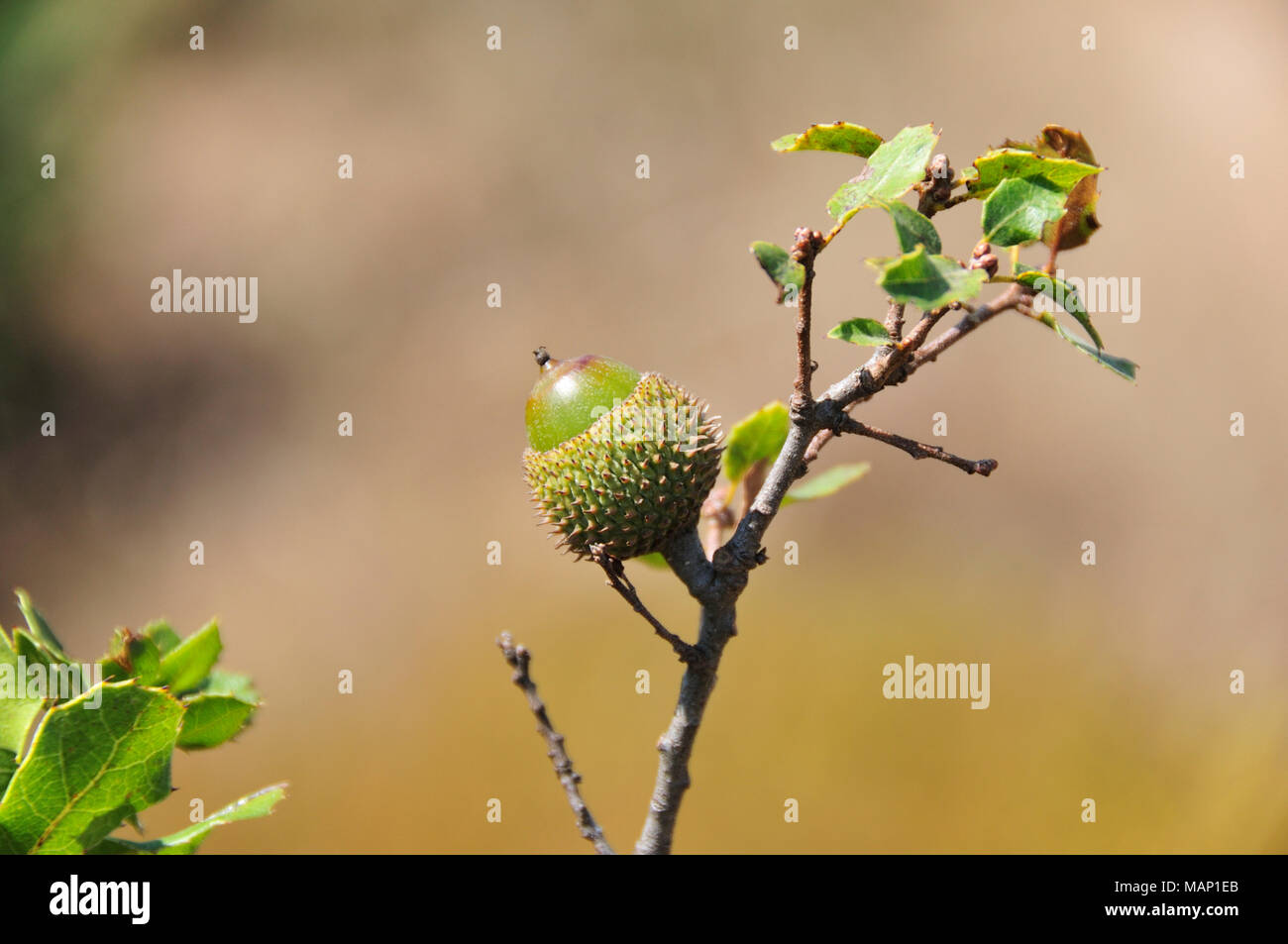 Quercus coccifera Obst (Eiche). Parque Natural da Arrábida. Portugal Stockfoto