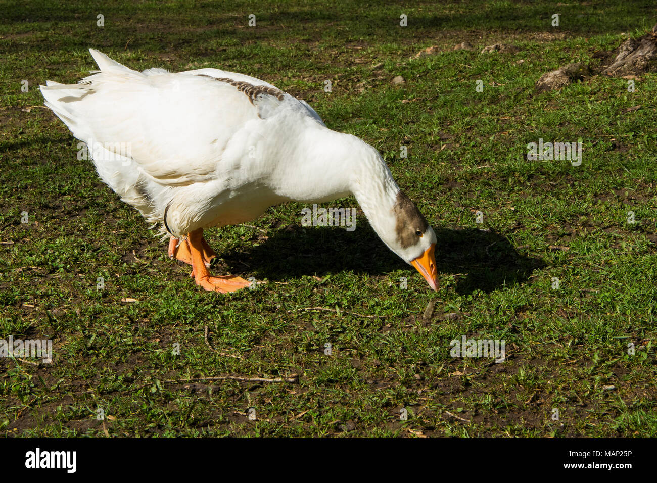 Kostenlose Gans Beweidung Im Meadow Farm Stockfotografie Alamy