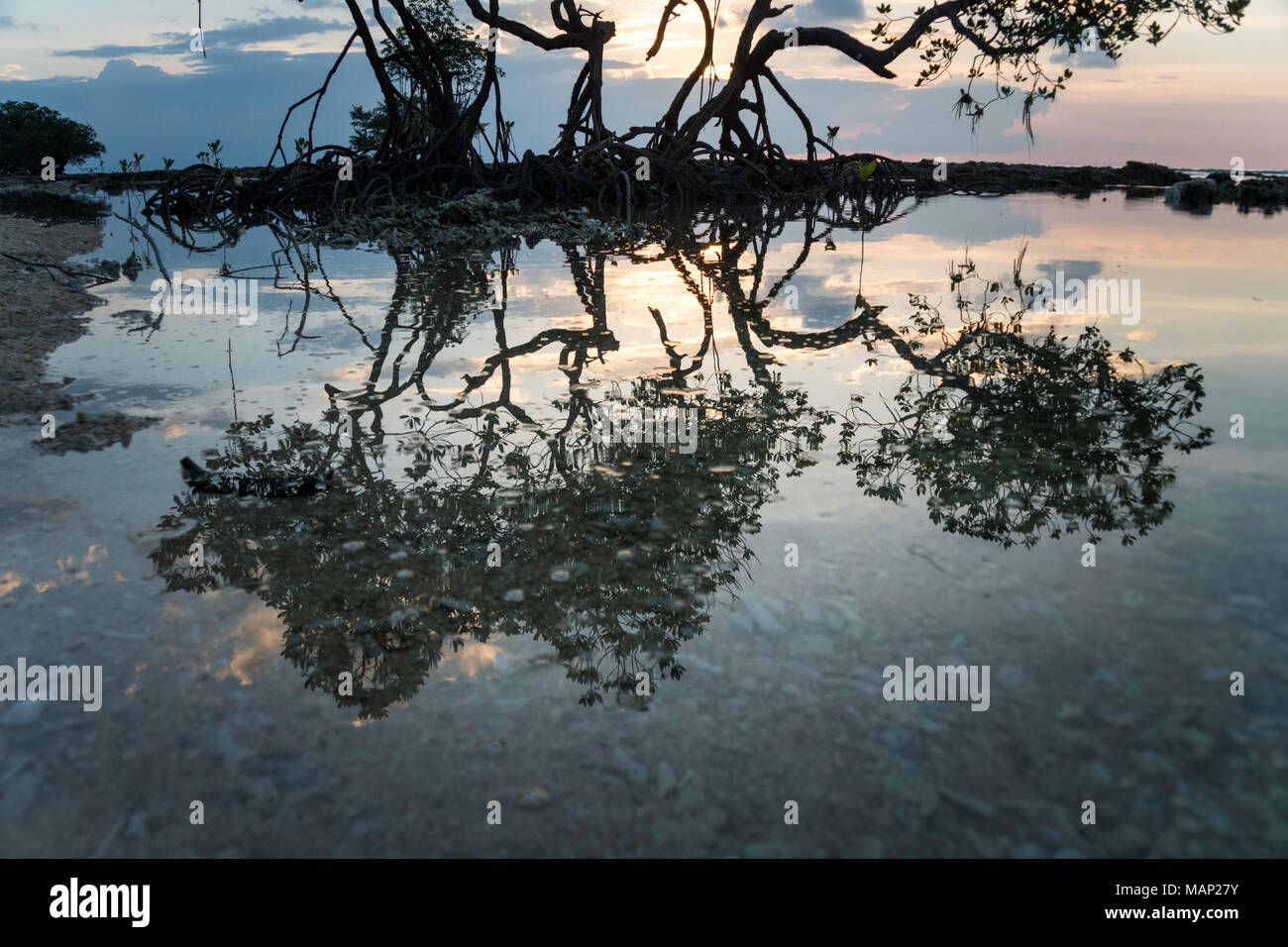 Holz im Meer Wasser wider. Die Sonne scheint durch die Mangroven die Wurzeln der Mangroven Meer erosion Mangrove Tree Stockfoto