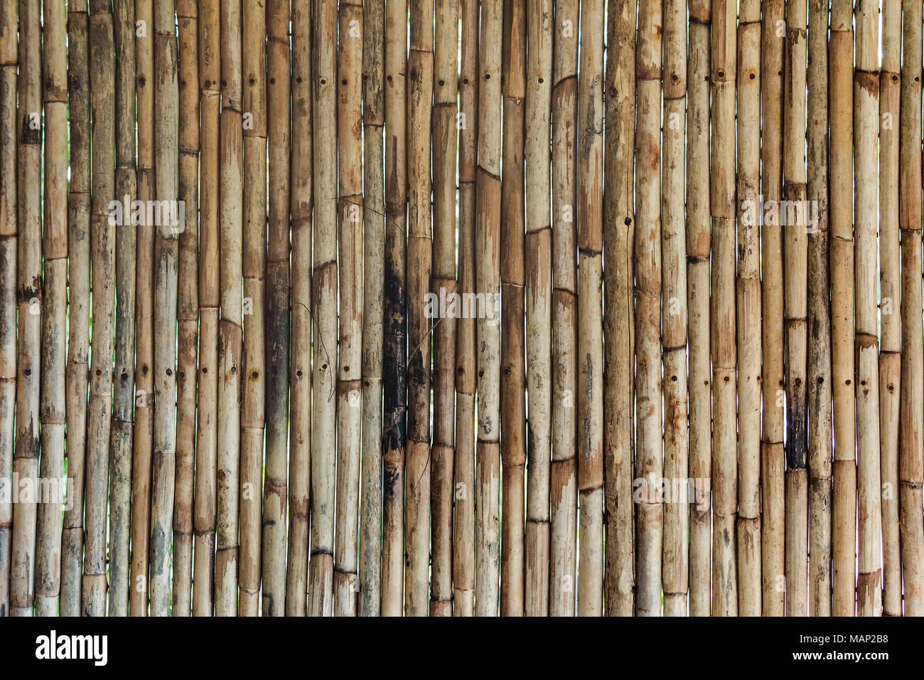 Bambus Textur mit natürlichen Muster. vertikale Trunks aus Bambus Holz, lackiert im Hintergrund. Holz Bambus Wand Stockfoto