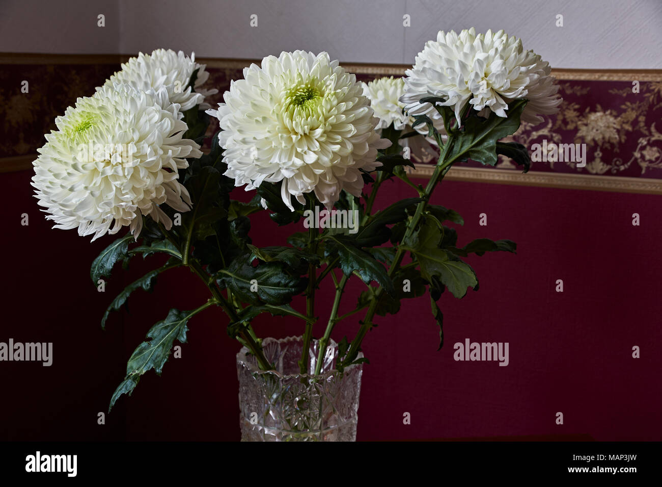 Weiße Chrysanthemen von sphärischen Form mit grüner Kern in einem Kristall Vase stand auf einem Tisch. Russland, Moskau, Urlaub, Geschenk, Stimmung, Natur, Blume, Stockfoto