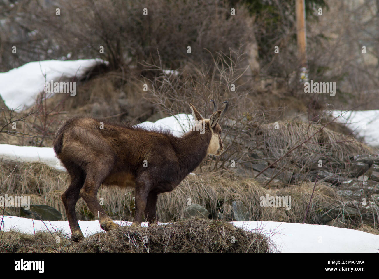 Chamois Jagdhunde Gras in den Schnee. Chamois Spaziergänge im Schnee Stockfoto