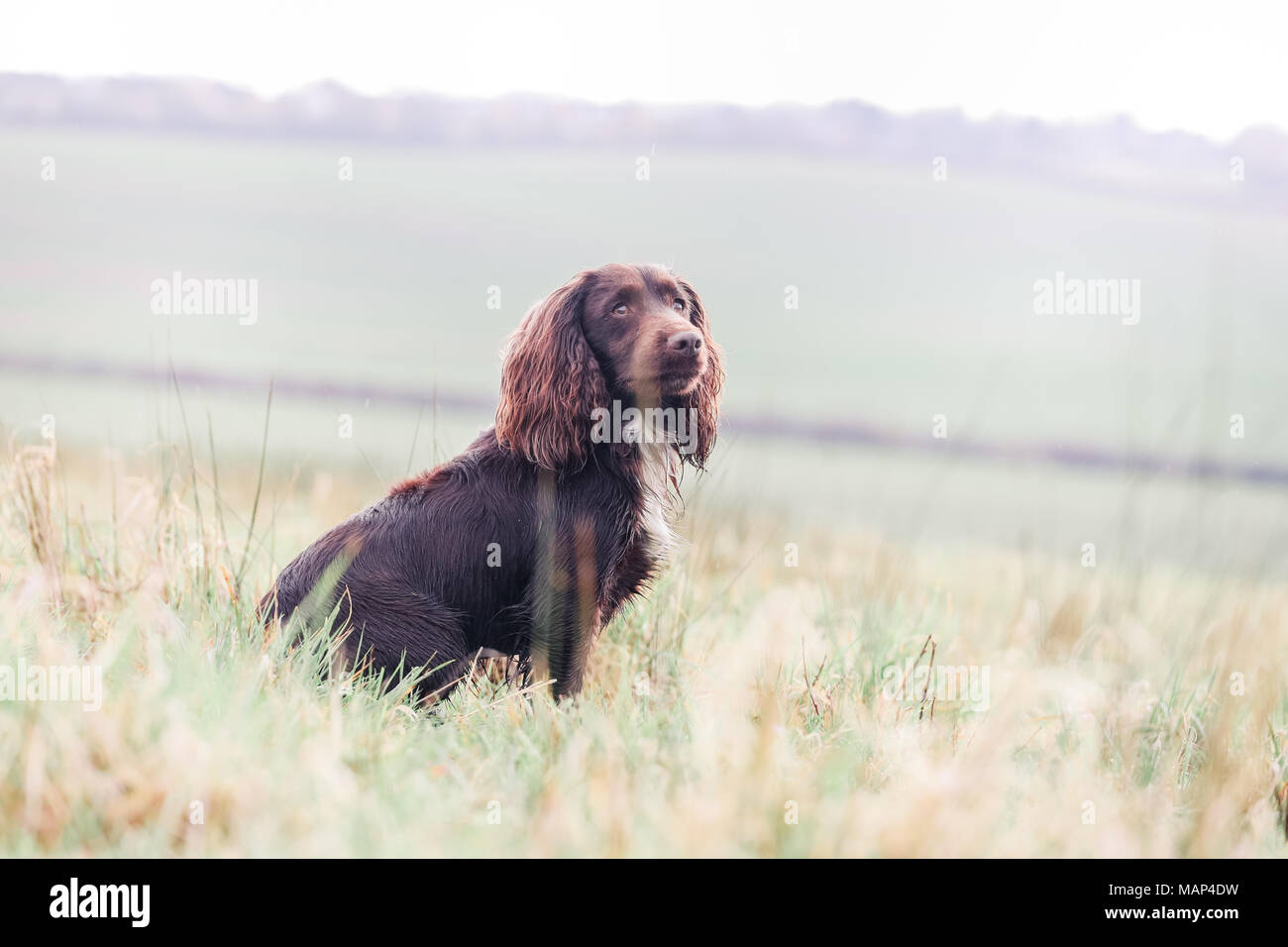 Working Cocker Spaniel hunde Training in der Landschaft, Vereinigtes Königreich Stockfoto
