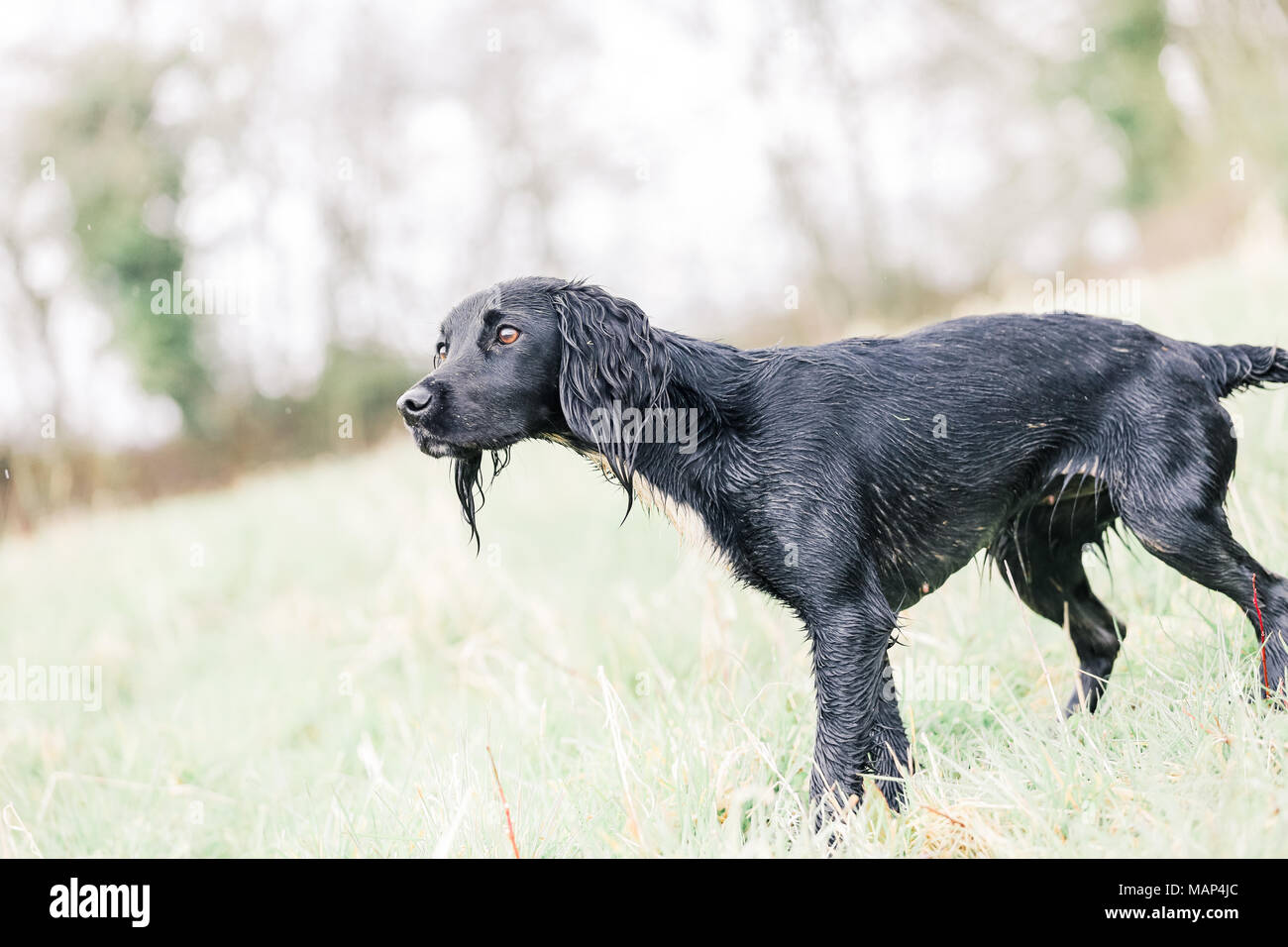 Working Cocker Spaniel hunde Training in der Landschaft, Vereinigtes Königreich Stockfoto