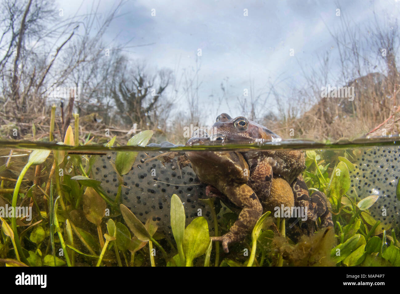 Grasfrosch (Rana temporaria) erwachsene Männer und Frauen, in amplexus, Unterwasser im Teich während der Brutzeit, Peak District, Derbyshire, England, Stockfoto