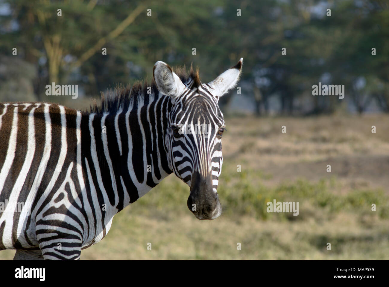 Zebra, Lake Nakuru, Kenia. Stockfoto