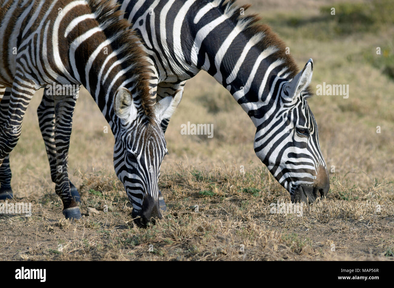 Zebra, Lake Nakuru, Kenia. Stockfoto