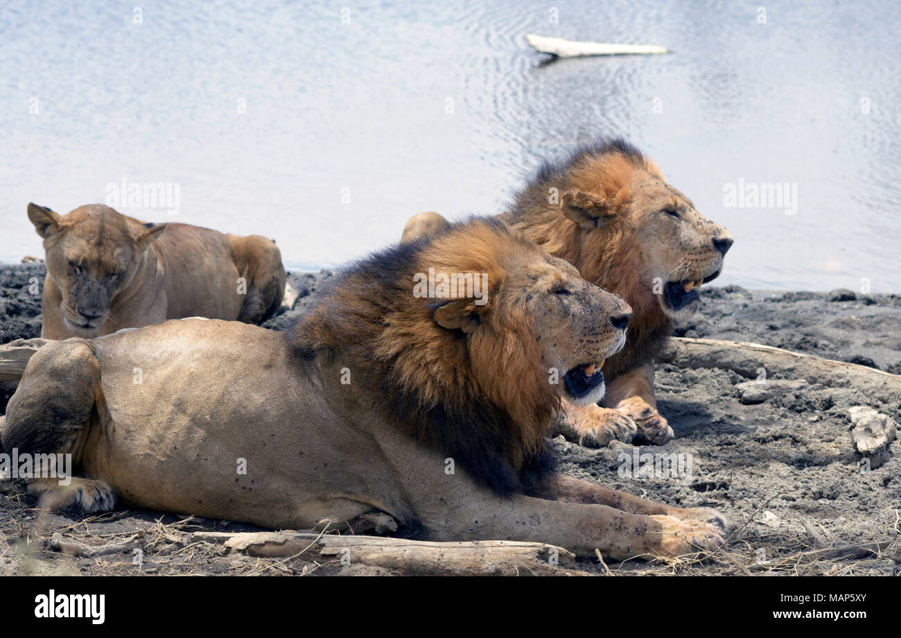 Lions am Strand am Lake Nakuru, Kenia Stockfoto