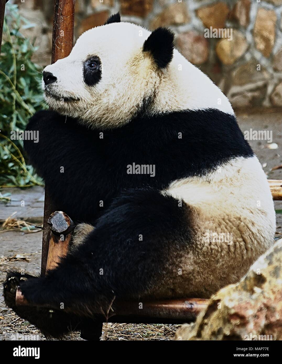 Panda in Beijing Zoo Stockfoto