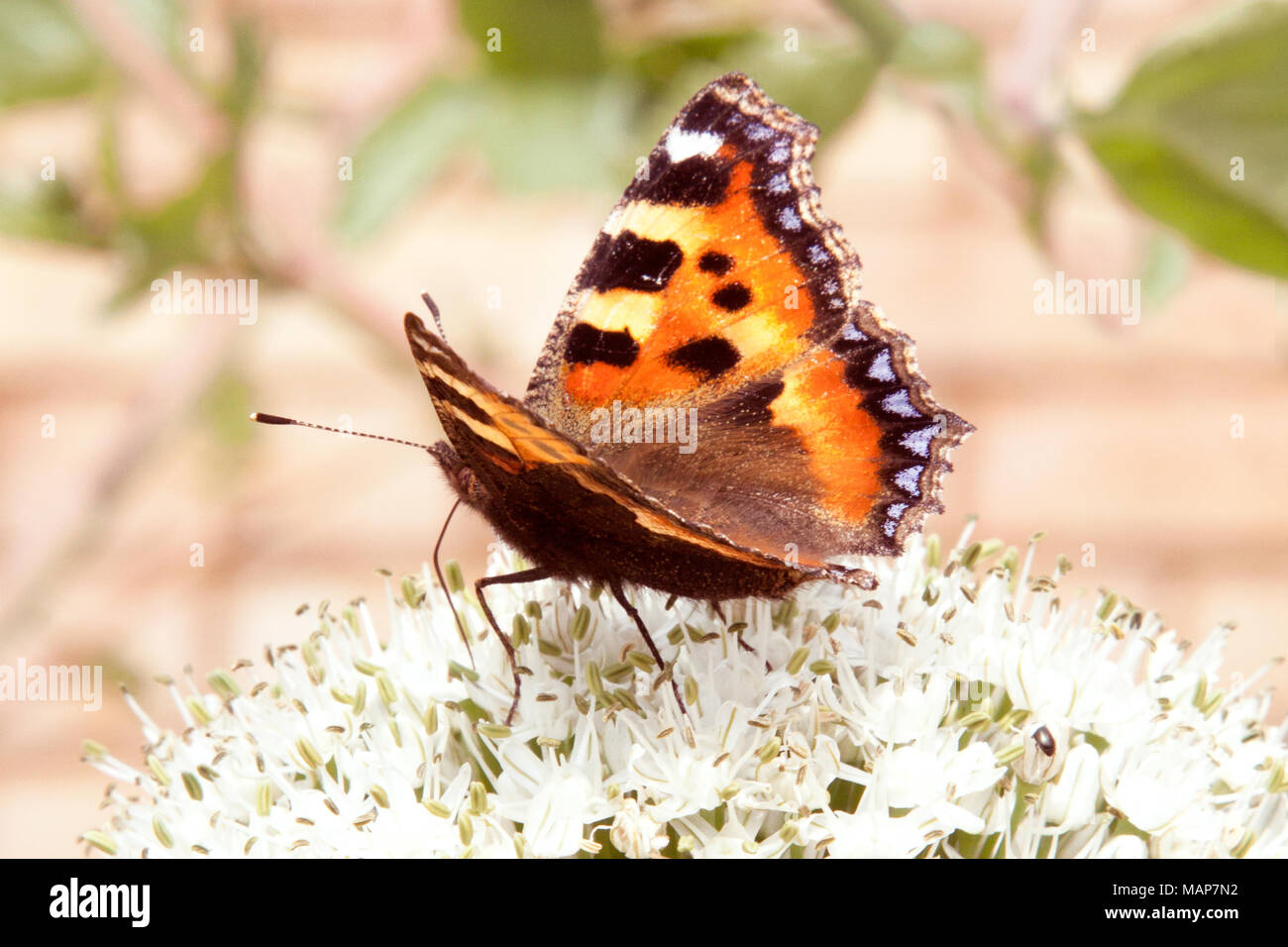 Ein Schmetterling kleiner Fuchs (Nymphalis urticae) Sitzstangen auf einem weißen allium Blume Stockfoto