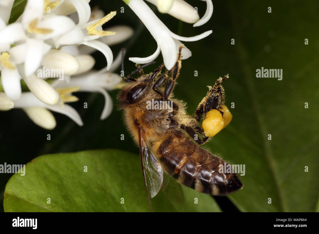 Berlin, Deutschland, Bee Pollen sammeln von eine weiße Blume Stockfoto