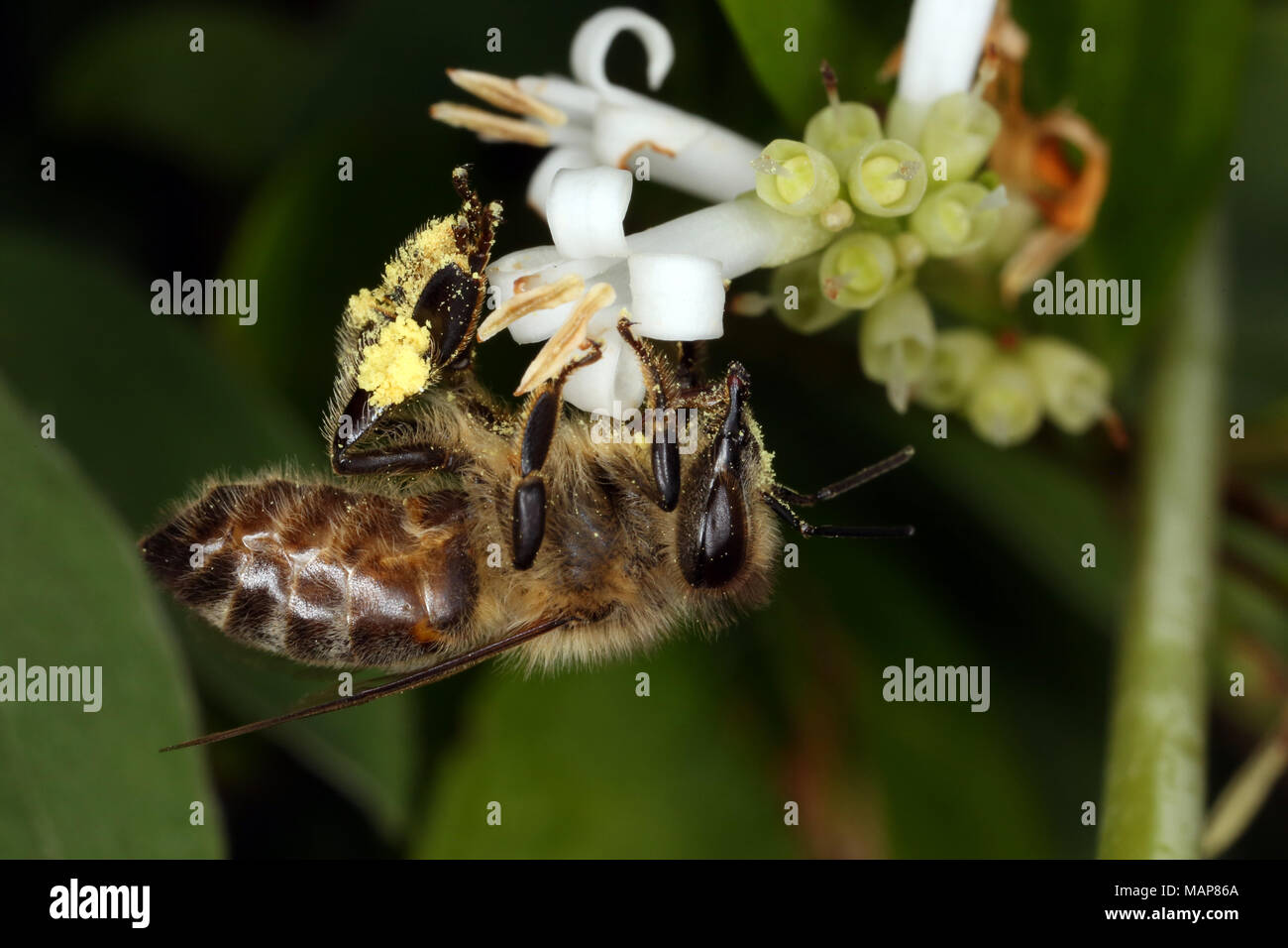 Berlin, Deutschland, Bee Pollen sammeln von eine weiße Blume Stockfoto
