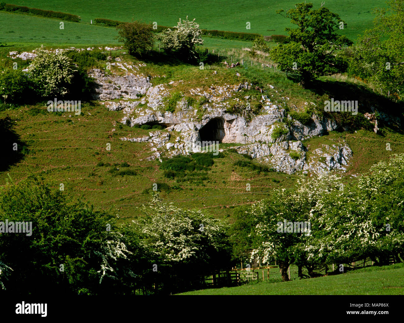 Eingang Ffynnon Beuno Höhle in einem nach Süden ausgerichteten Kalkstein Klippe an der E-Seite der Vale von Clwyd, North Wales, UK. Altsteinzeit bleibt entdeckt. Stockfoto