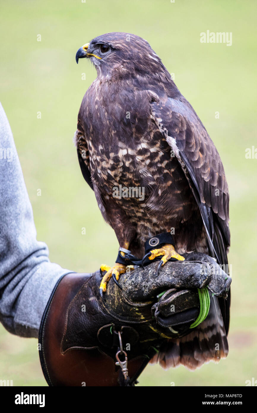 Portrait von Buteo buteo auf falconer Handschuh Stockfoto