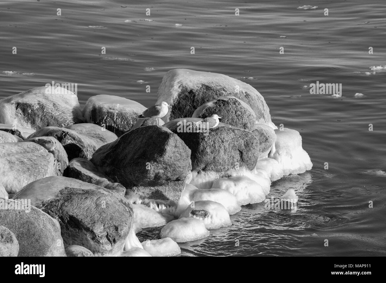 Möwen auf eisigen Stein Stockfoto