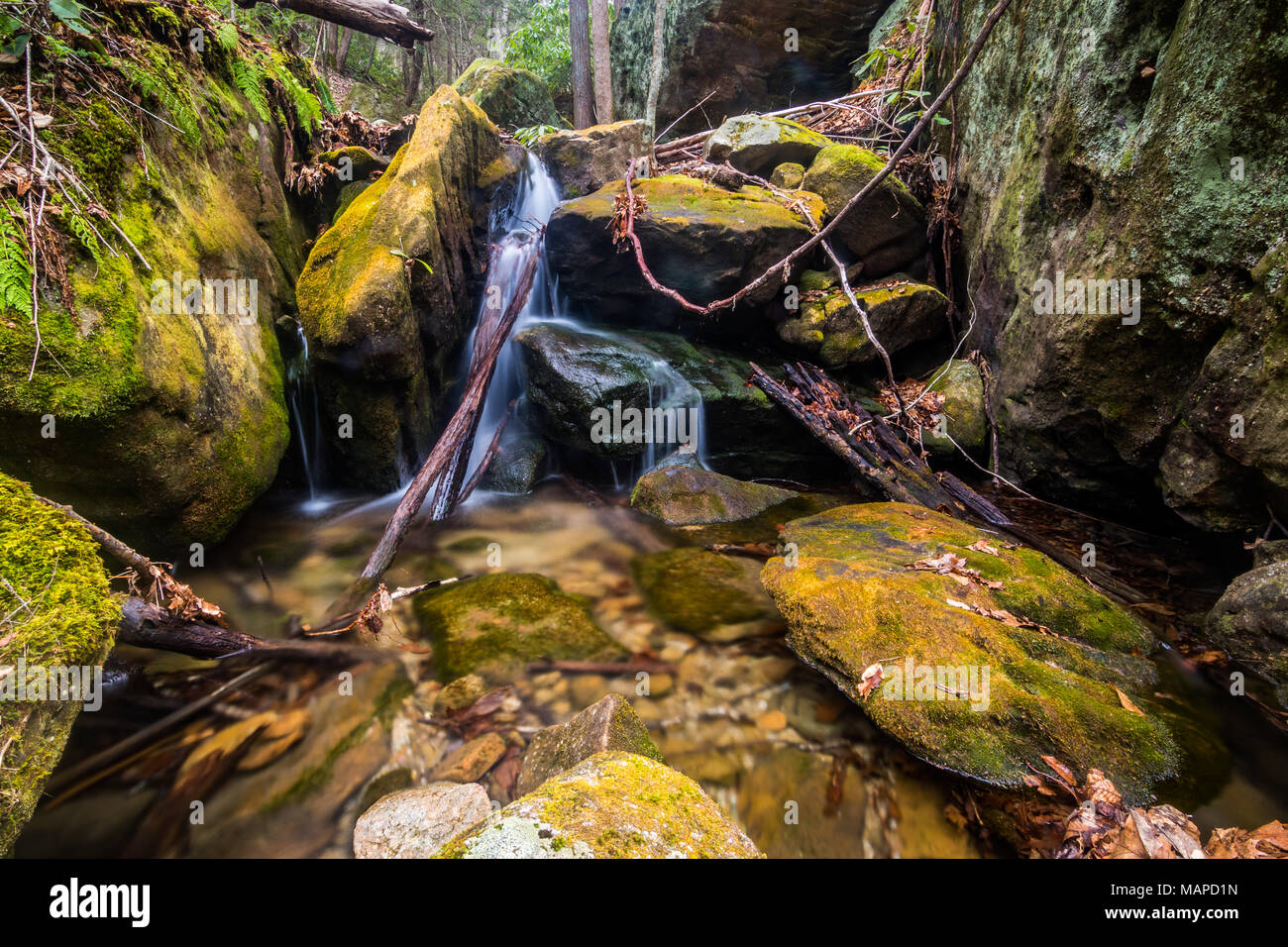 Wasser ergiesst sich ein kleiner Wasserfall in einem Laubwald. Stockfoto