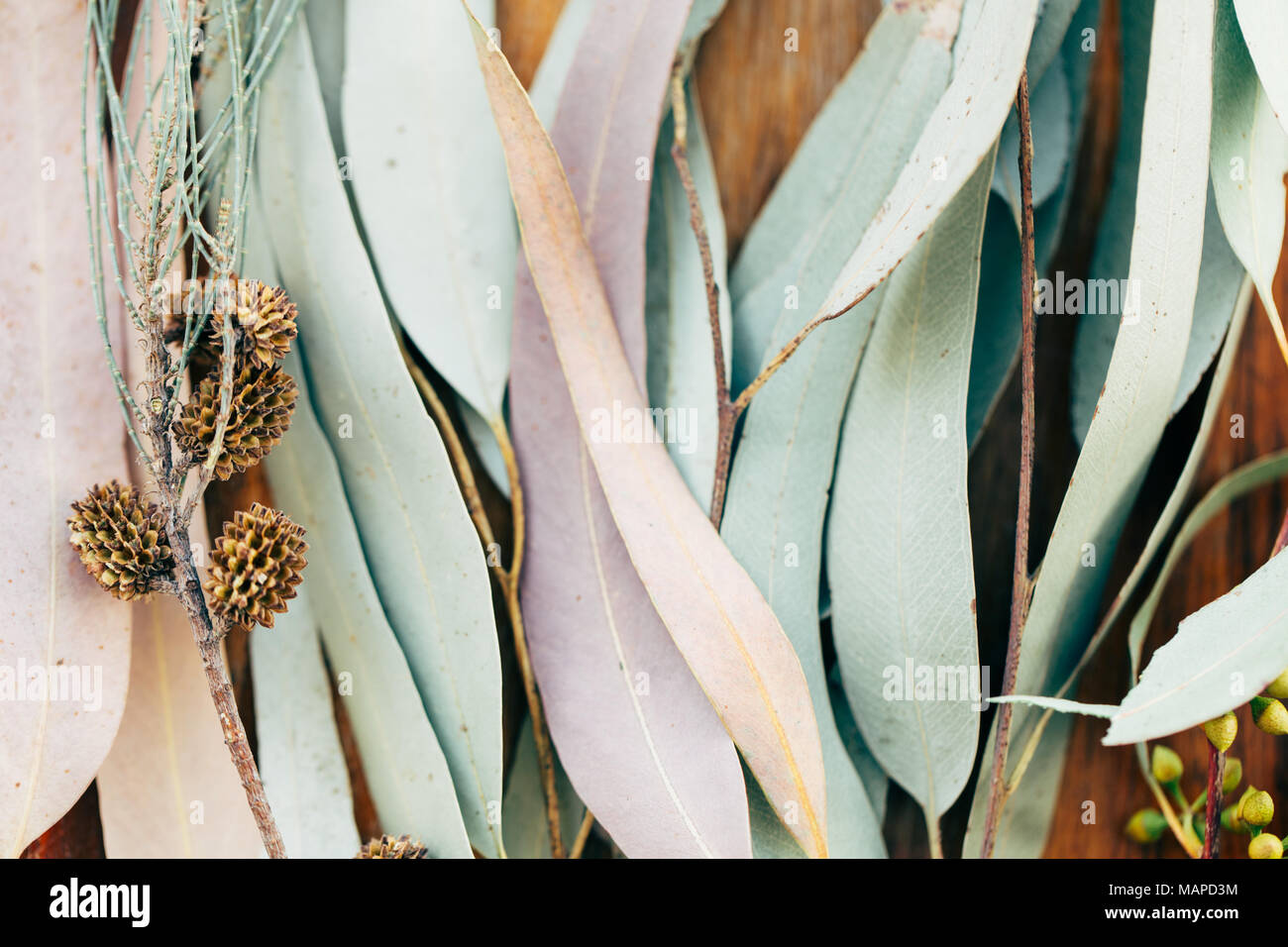 Botanische drucken, Eukalyptus Blätter closeup auf Holz- Hintergrund Stockfoto