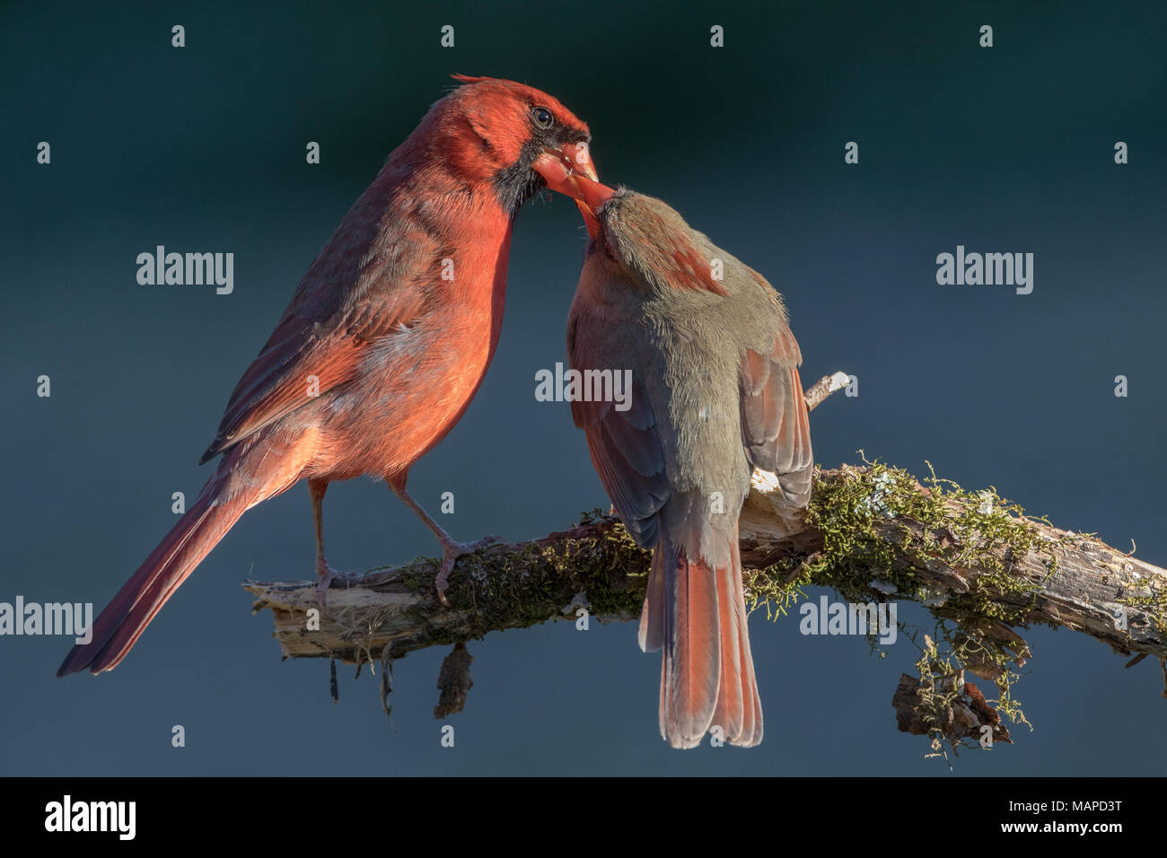 Ein männlicher nördlichen Kardinal Fütterung einer weiblichen als Teil der Paarungsverhalten. Stockfoto