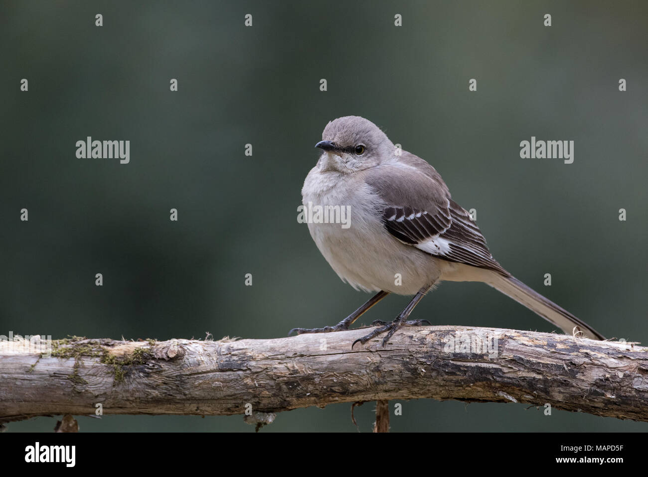 Was Ist Ein Mockingbird Dixie nachtigall -Fotos und -Bildmaterial in hoher Auflösung – Alamy