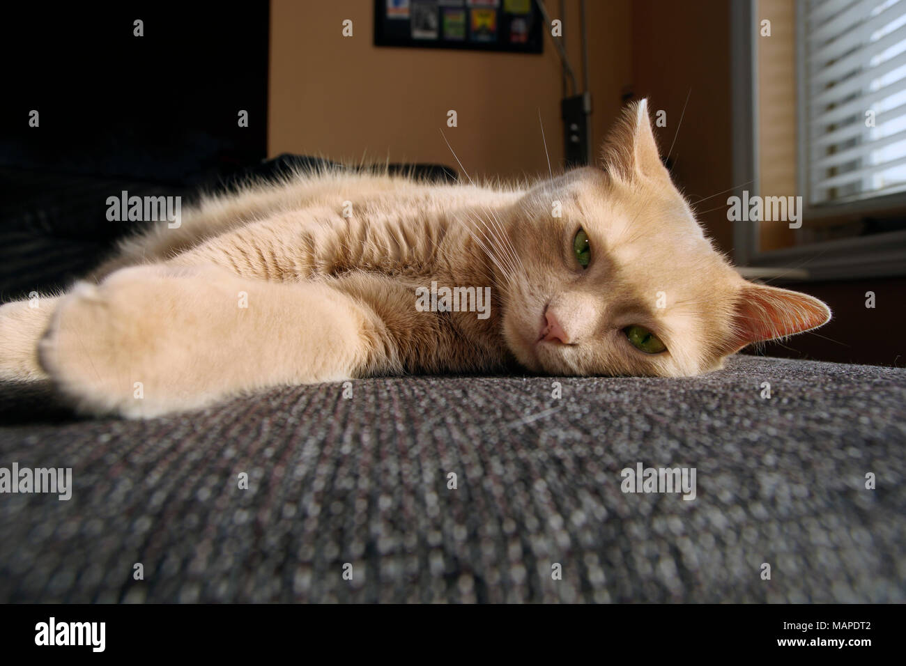 Montreal, Kanada, 3, April, 2018. Tabby Katze eine Katze - Nap auf einem Sofa. Credit: Mario Beauregard/Alamy leben Nachrichten Stockfoto