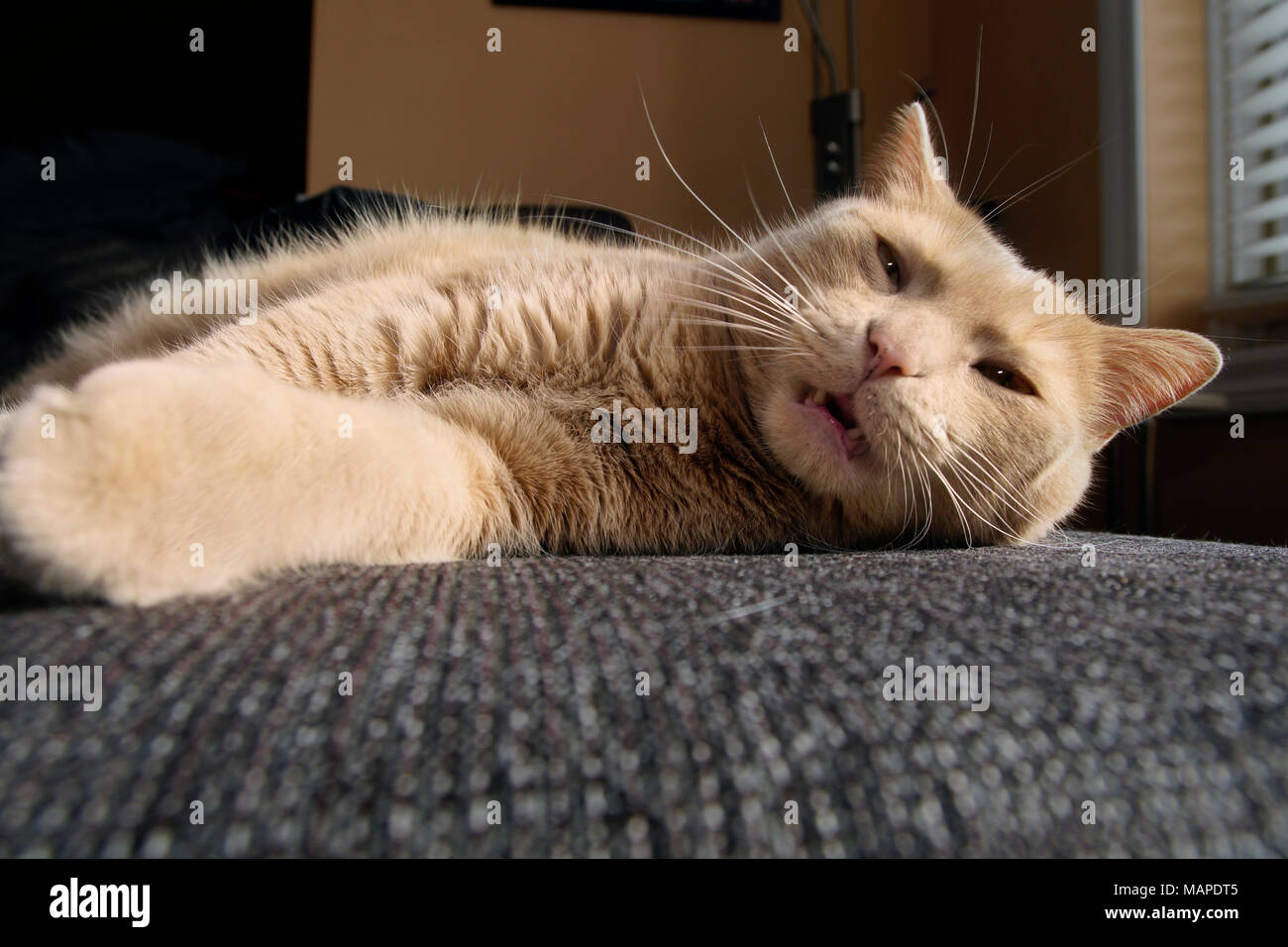 Montreal, Kanada, 3, April, 2018 Grumpy tabby Katze eine Katze - Nap auf einem Sofa. Credit: Mario Beauregard/Alamy leben Nachrichten Stockfoto