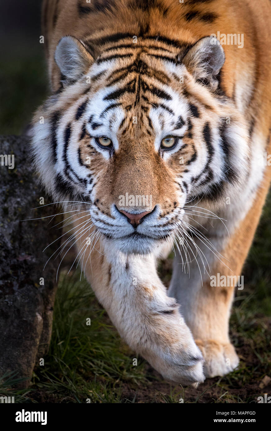 Männliche Amur Tiger zu Fuß in Richtung Kamera Stockfoto