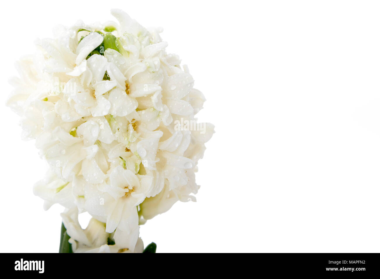 Blumen Komposition mit Weiße Hyazinthen. Frühling Blumen auf weißem Hintergrund. Ostern Konzept. Stockfoto
