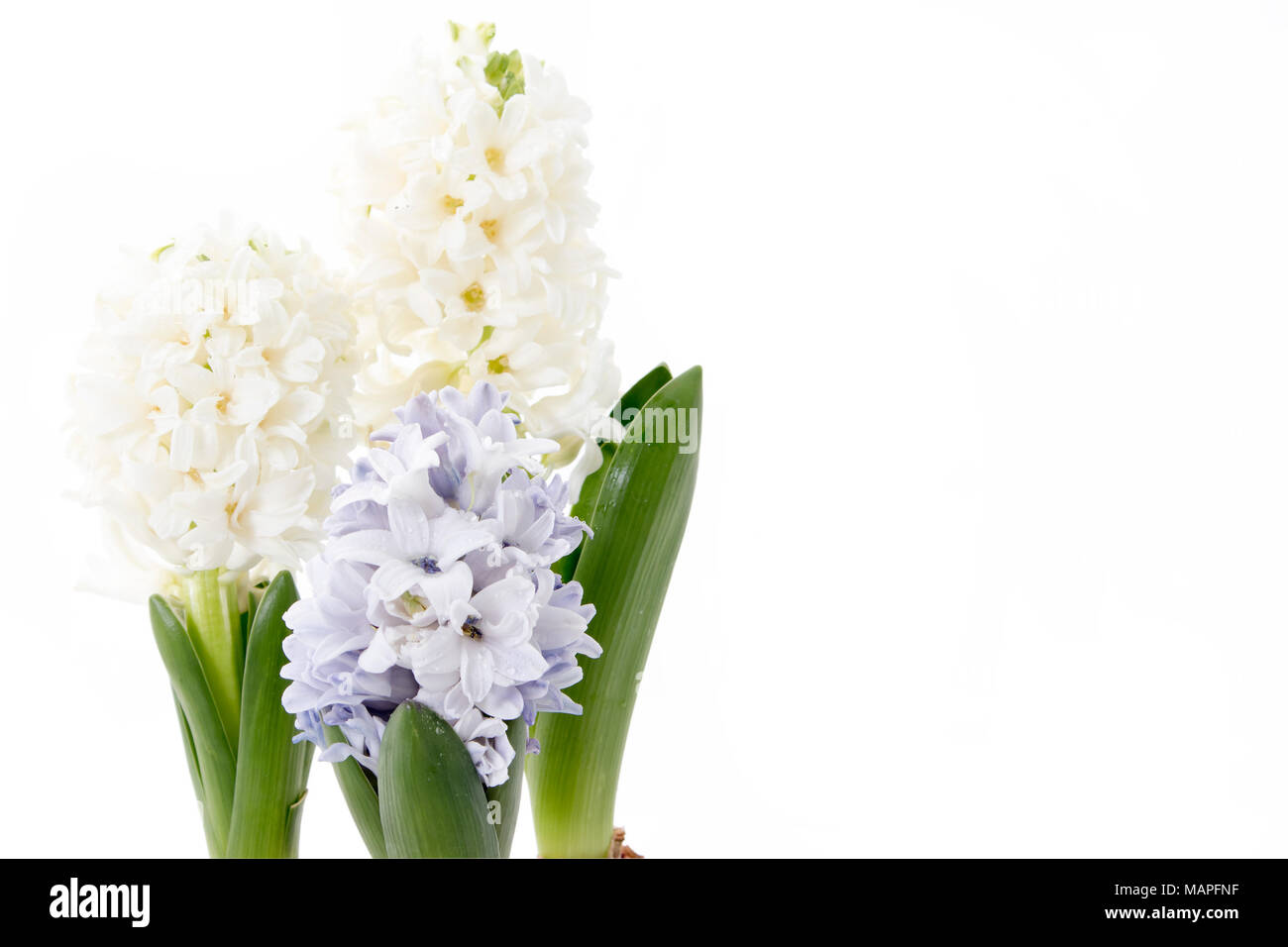 Blumen Komposition mit Lila und Weiß hyazinthen. Frühling Blumen auf weißem Hintergrund. Ostern Konzept. Stockfoto