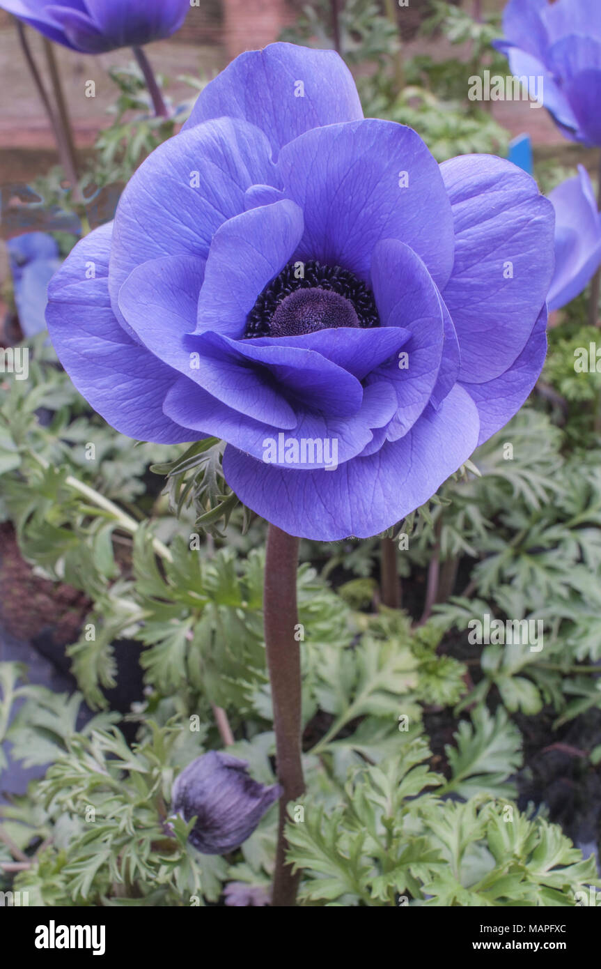 Anemnoe Harmonie 'Blau'. Nahaufnahme der Blüte im Frühjahr. Stockfoto