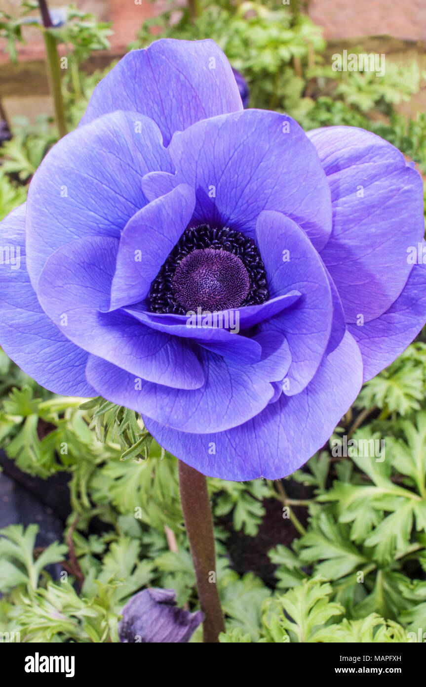 Anemnoe Harmonie 'Blau'. Nahaufnahme der Blüte im Frühjahr. Stockfoto
