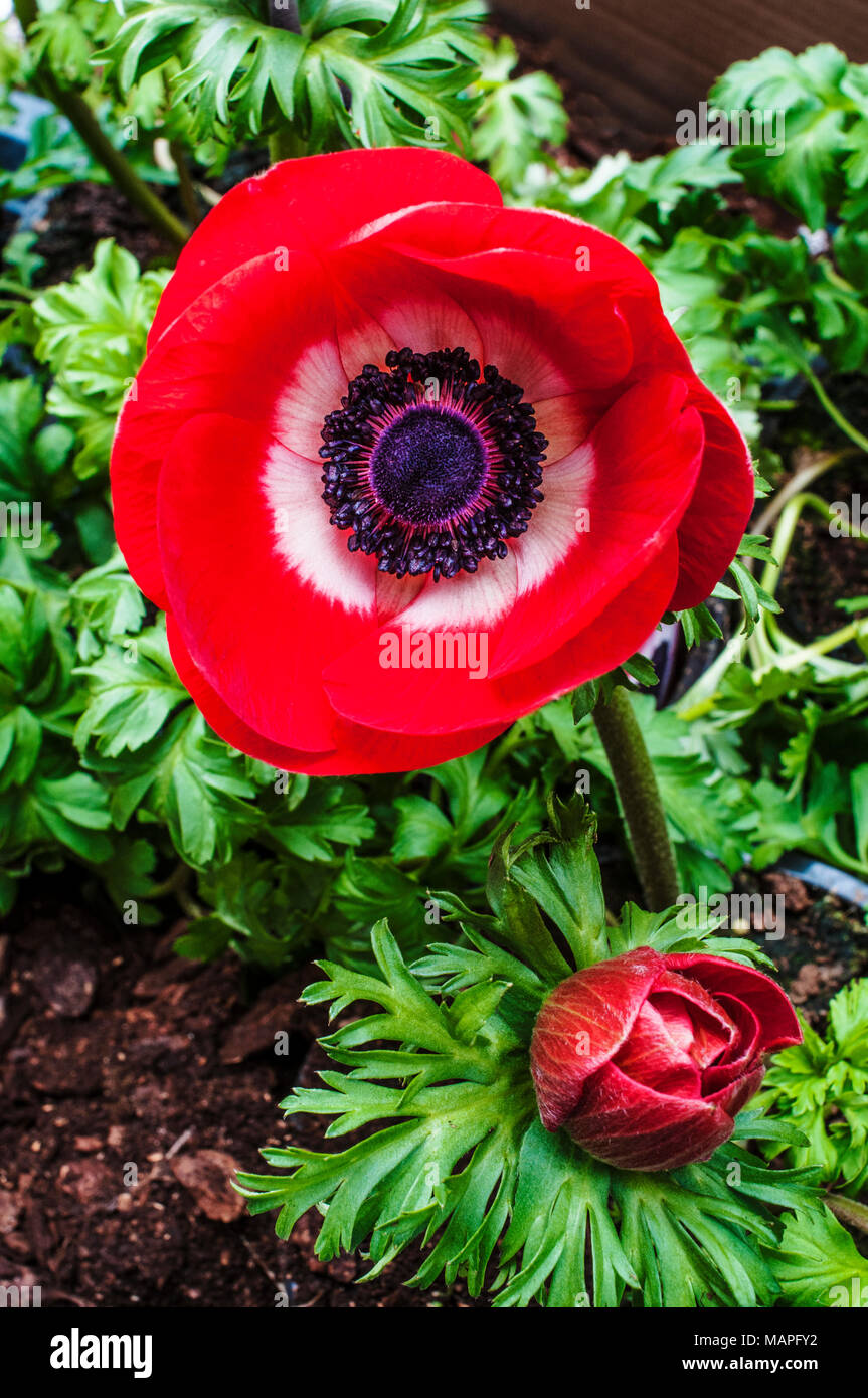Anemnoe Harmonie 'Rot'. Nahaufnahme der Blüte im Frühjahr. Stockfoto