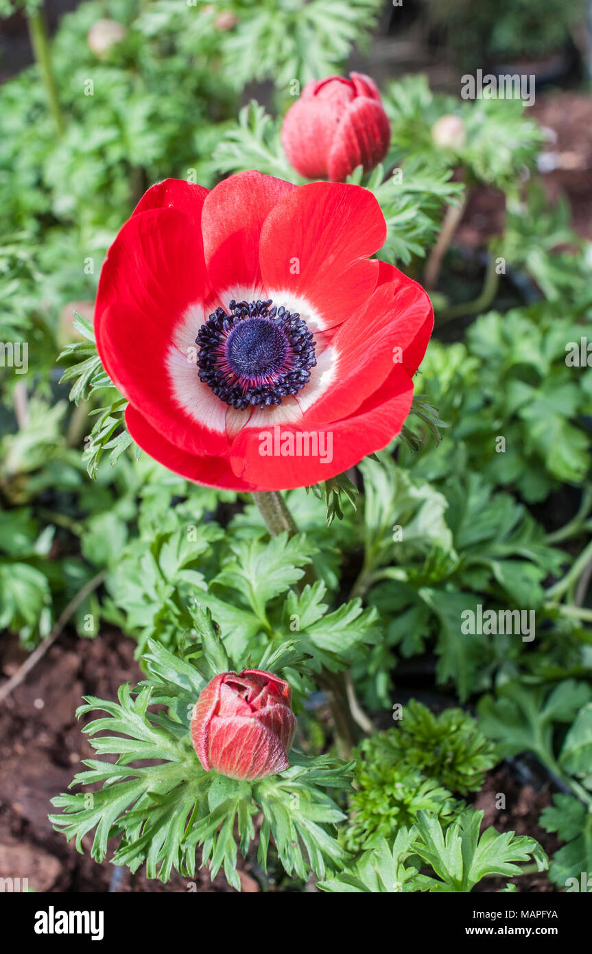 Anemnoe Harmonie 'Rot'' in Blüte im Frühjahr. Stockfoto