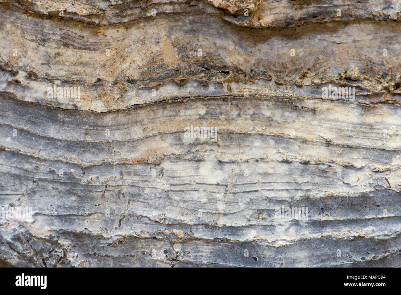 In der Nähe von stromatolite Layering (versteinerte Mikroben aus dem späten vorkambrischen oder frühen kambrischen Perioden). Stockfoto