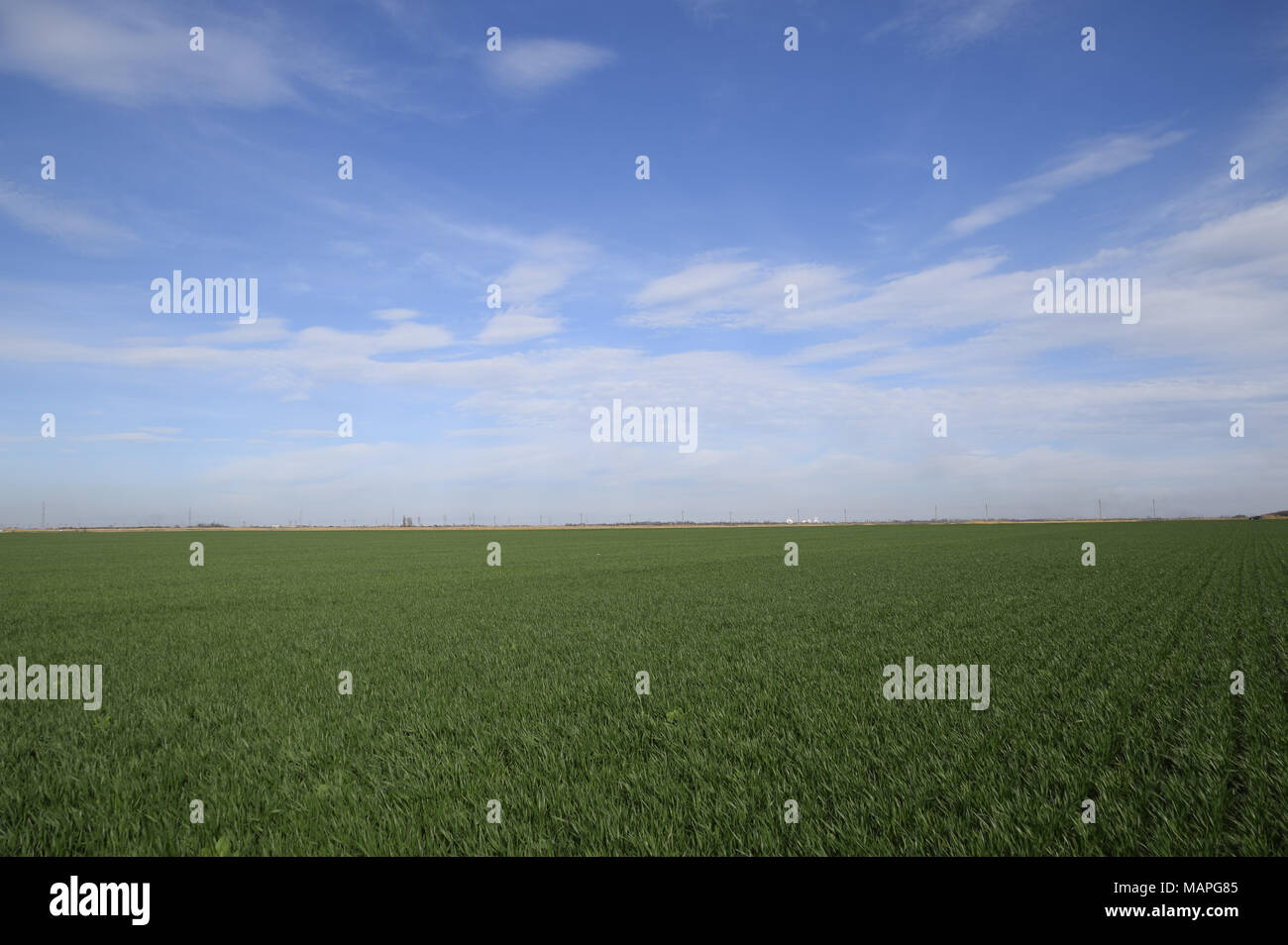 Frühling Winter Weizenfeld. Triebe von Weizen in einem Feld auf dem Boden. Anbau von Getreide. Stockfoto