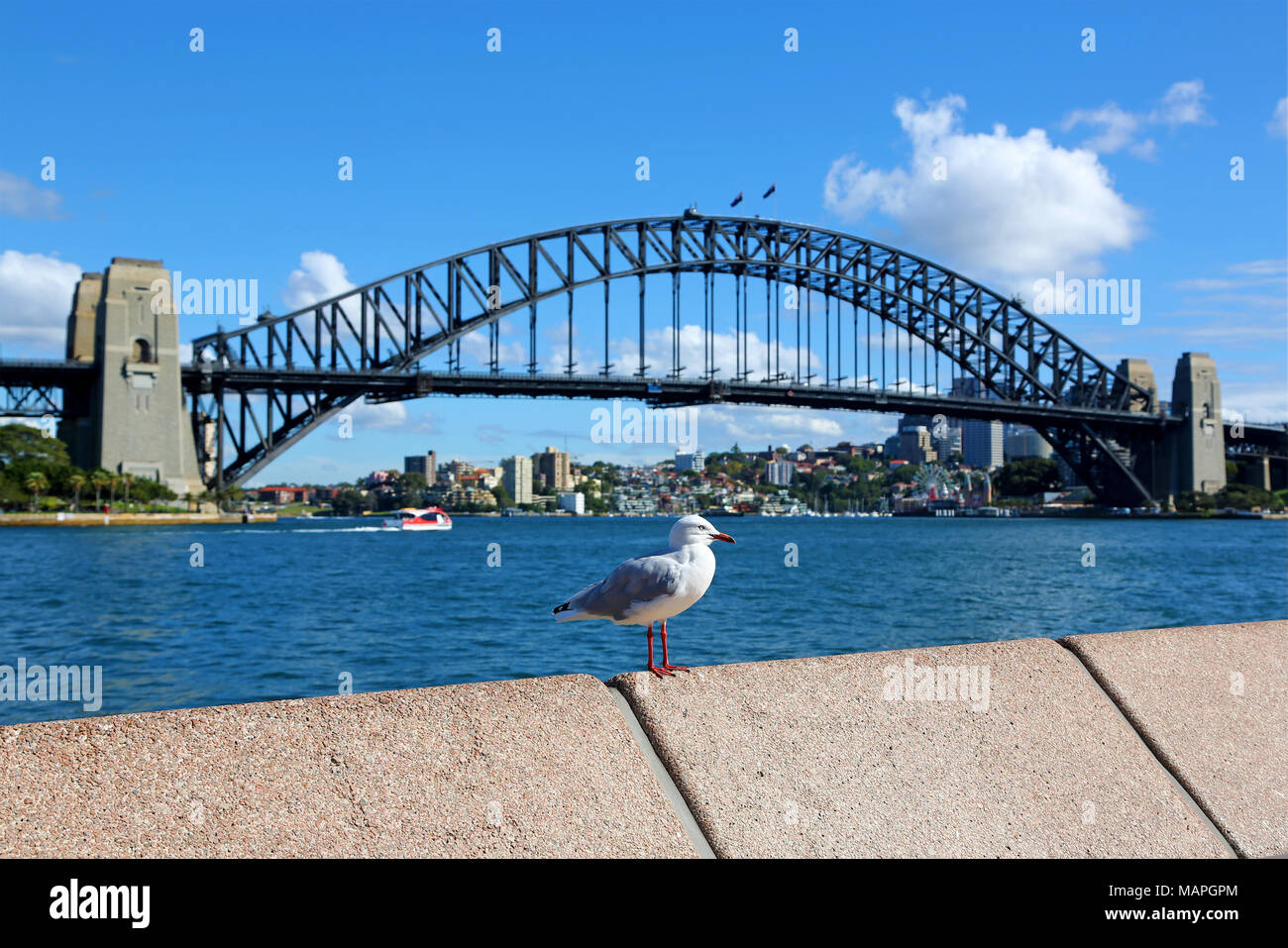 Möwe und der Sydney Harbour Bridge, Sydney, New South Wales, Australien Stockfoto