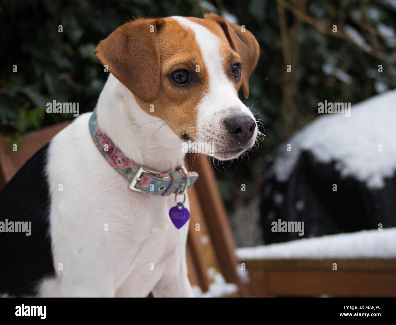 Nahaufnahme der Kopf und Schultern eines Beagle Welpen Stockfoto