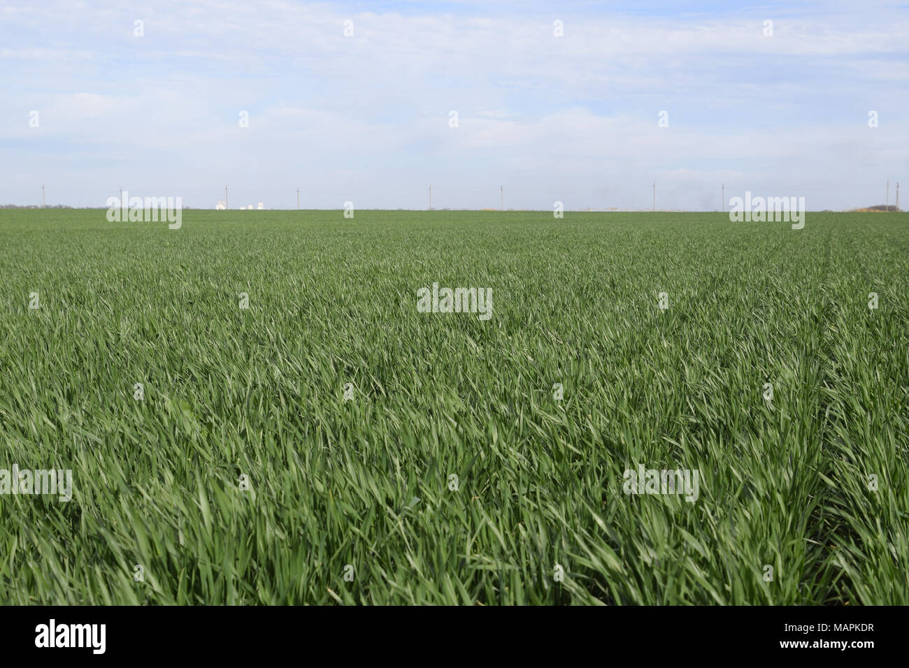 Frühling Winter Weizenfeld. Triebe von Weizen in einem Feld auf dem Boden. Anbau von Getreide. Stockfoto