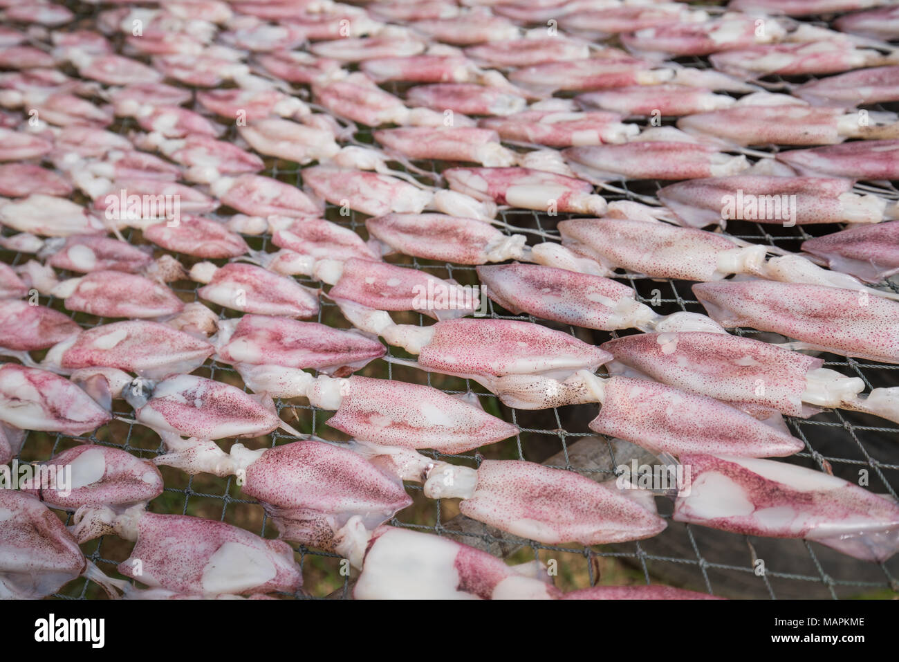 Getrockneten Tintenfisch Bauernhof auf Net, weite Einstellung Stockfoto
