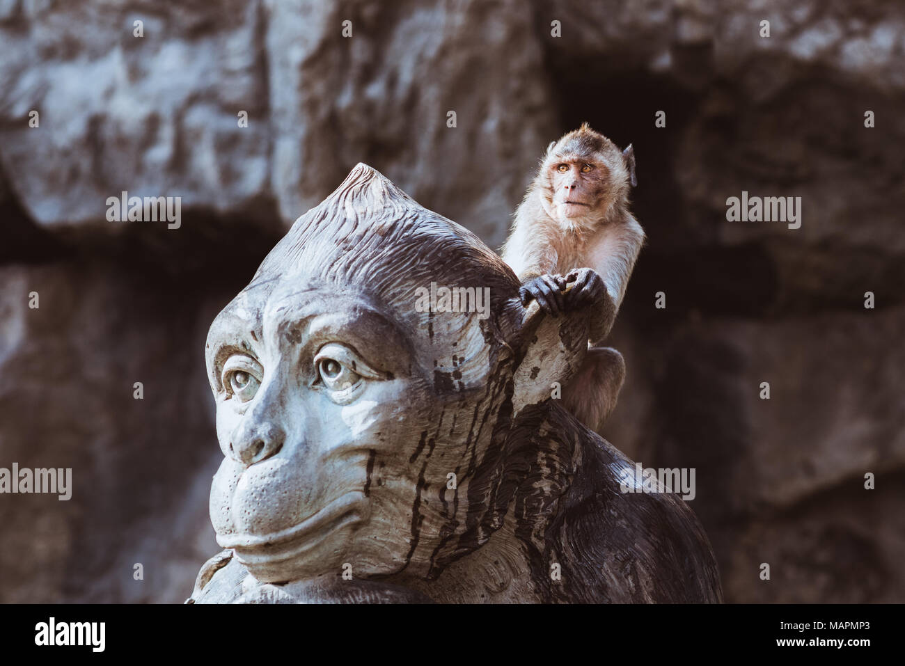 Lustige Affe sitzt auf der großen Monkey monument Kopf. In dem Bestreben, Monkey sucht Schutz von Stein Gott Stockfoto