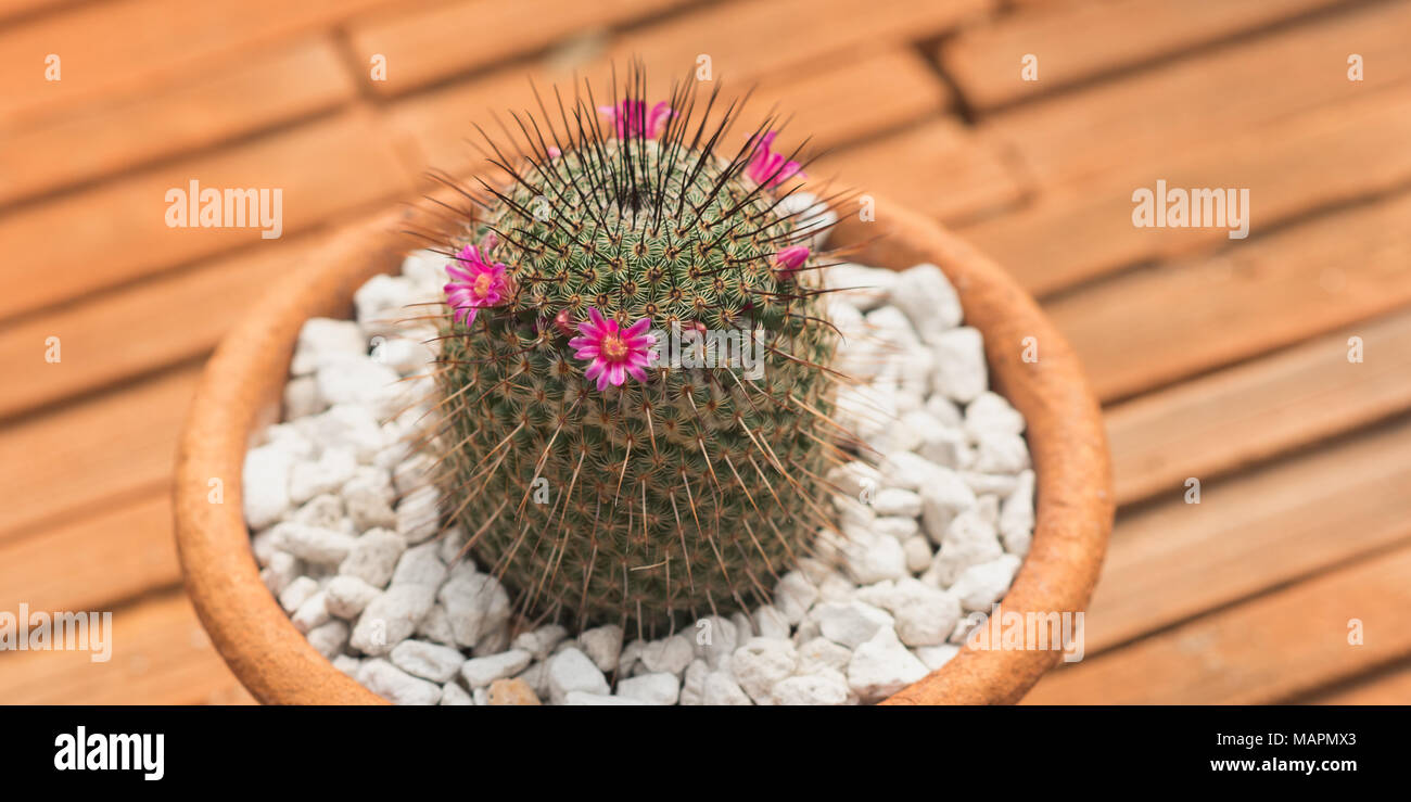 Tontopf mit Cactus (Mammillaria) auf Lehm Kacheln. Zimmerpflanze mit rosa Blüten Stockfoto