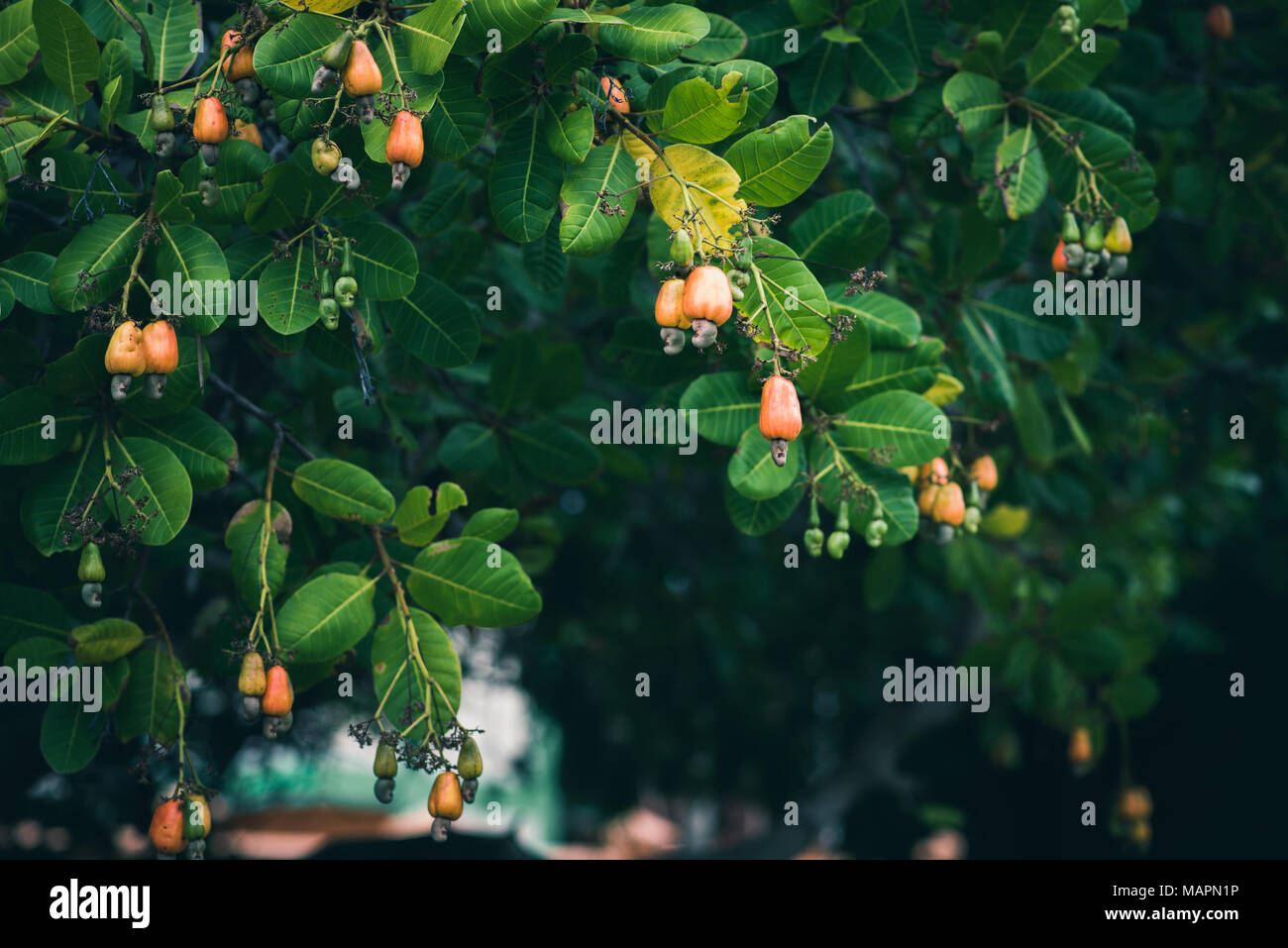 Cashew Bäume (Anacardium occidentale) im Garten in Abend. Früchte, Nüsse und Blätter der Pflanze Stockfoto