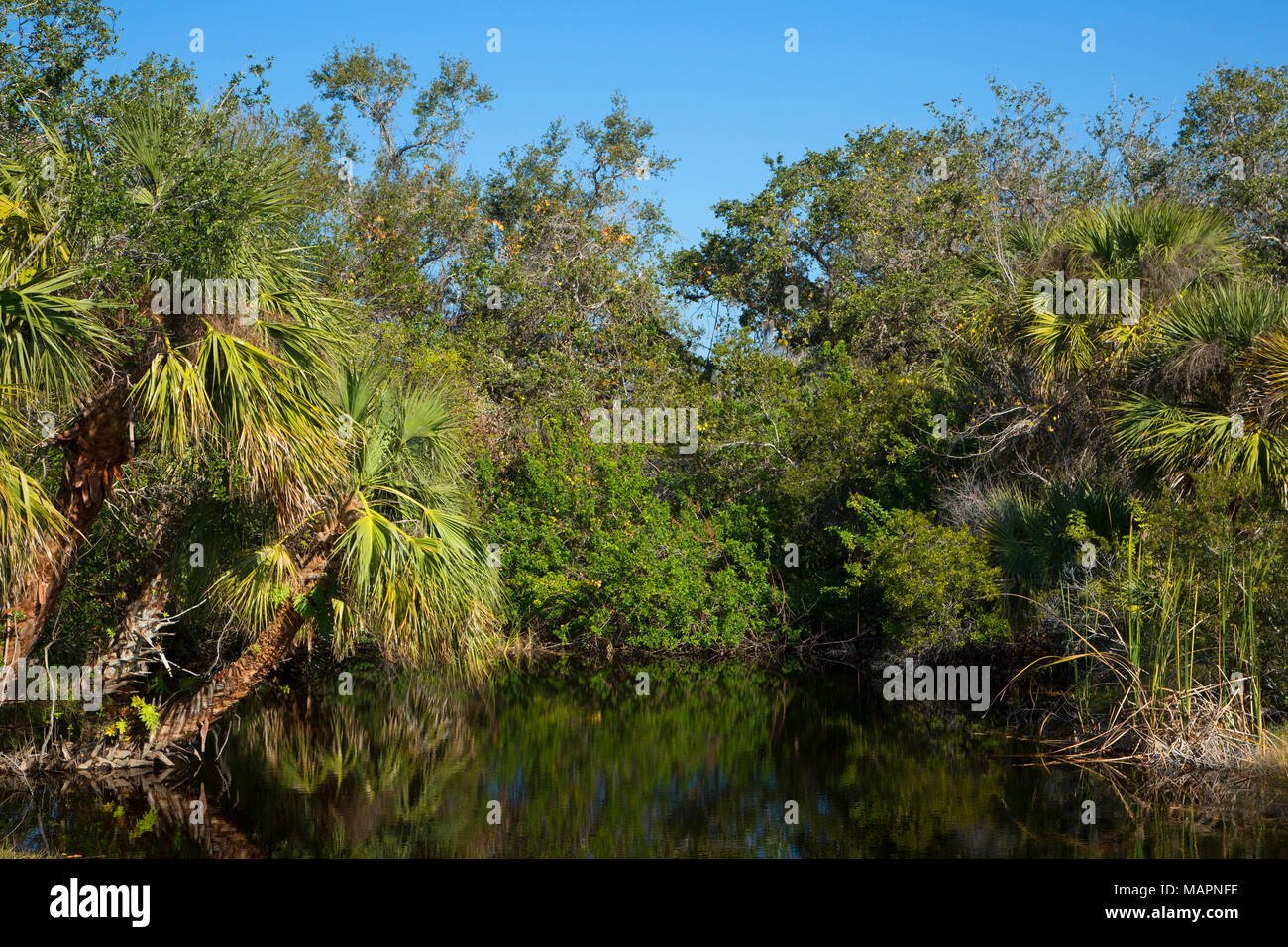 Teich am Visitor Center, Merritt Island National Wildlife Refuge, Florida Stockfoto