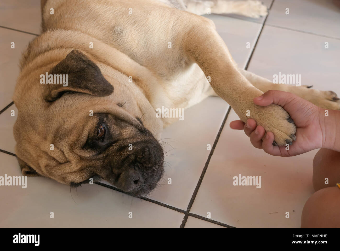 Die menschliche Hand den Hund, Hund krank mit traurigem Gesicht, Stockfoto
