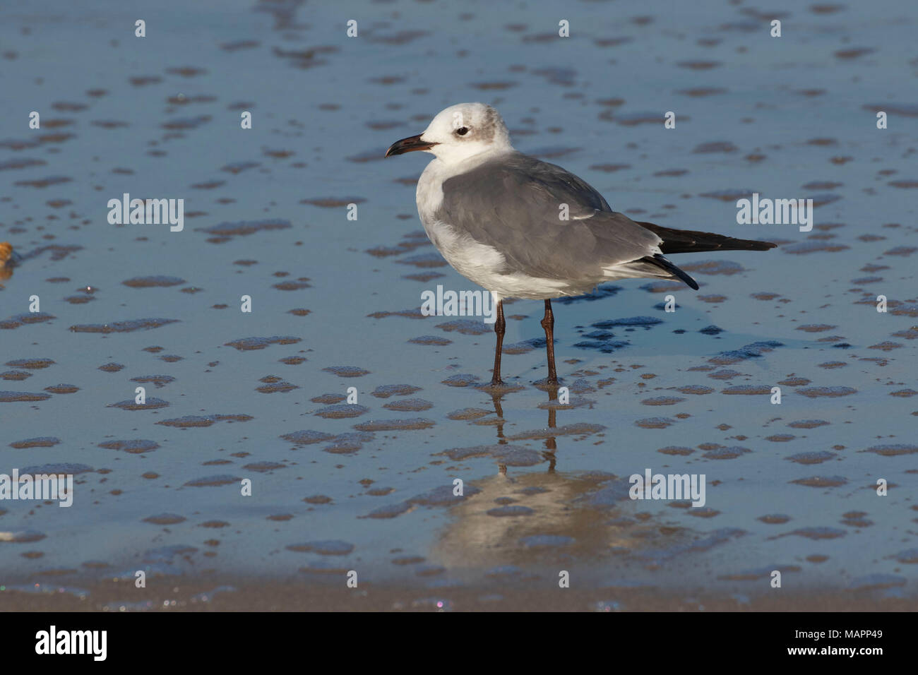 Gull, Canaveral National Seashore, Florida Stockfoto